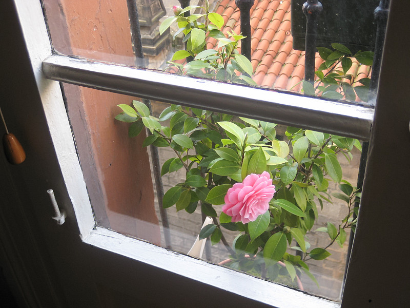 玫瑰,窗户,粉色,看,自然美,气候,花盆,视点,浪漫,地板