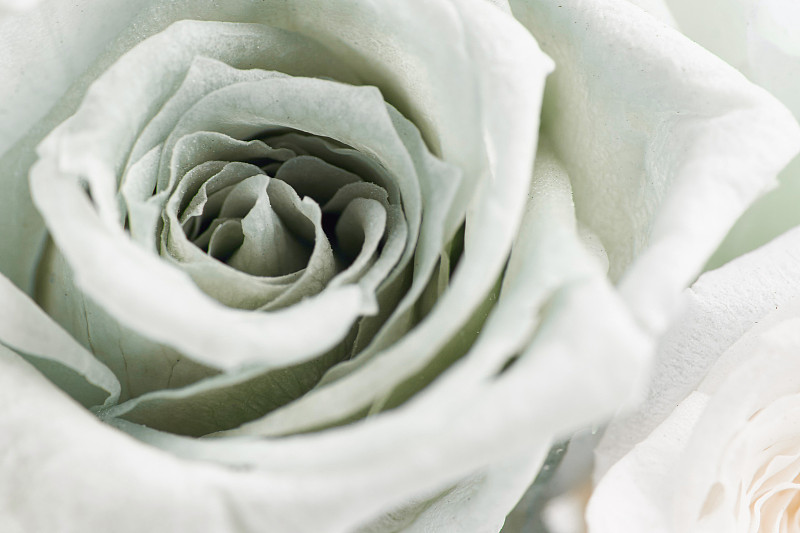 玫瑰,仅一朵花,绿色,密封食品,可爱的,华贵,浪漫,爱,插花