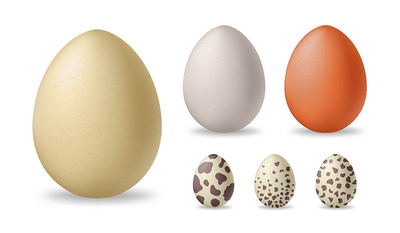 褐色,三维图形,蛋,绘画插图,鹌鹑,白色,矢量,鸵鸟,鸡肉,写实