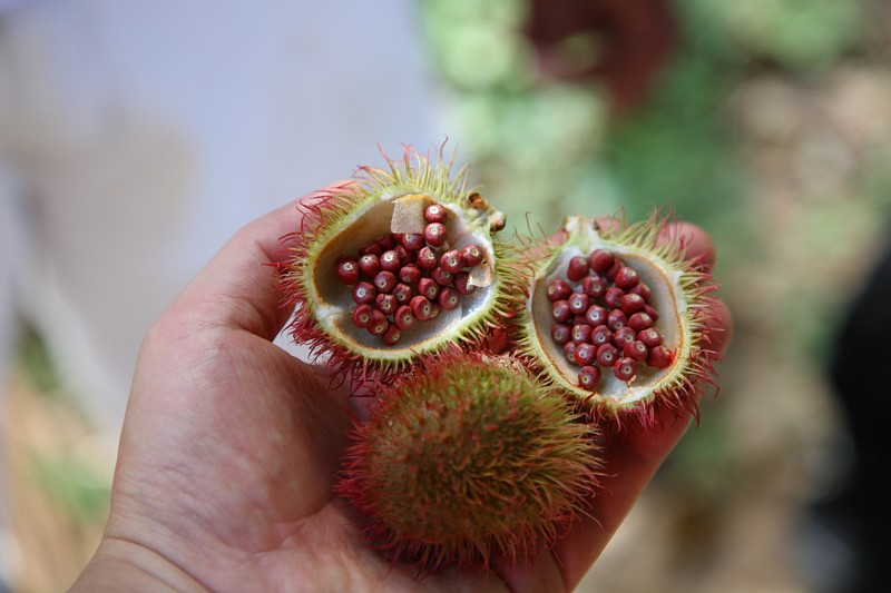 巴西,亚马孙洲,水果,热带雨林,种子,奥雷利亚纳,农业,食品,野生动物,环境