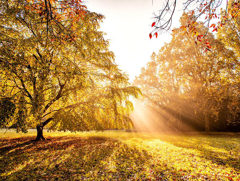 秋天,早晨,十月,匈牙利,公园,枝繁叶茂,黑色,植物,户外,晴朗