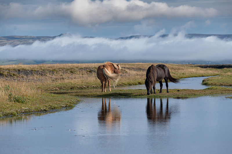 冰岛马,河岸,冰岛国,野外动物,背景分离,云,小马,哺乳纲,草,头