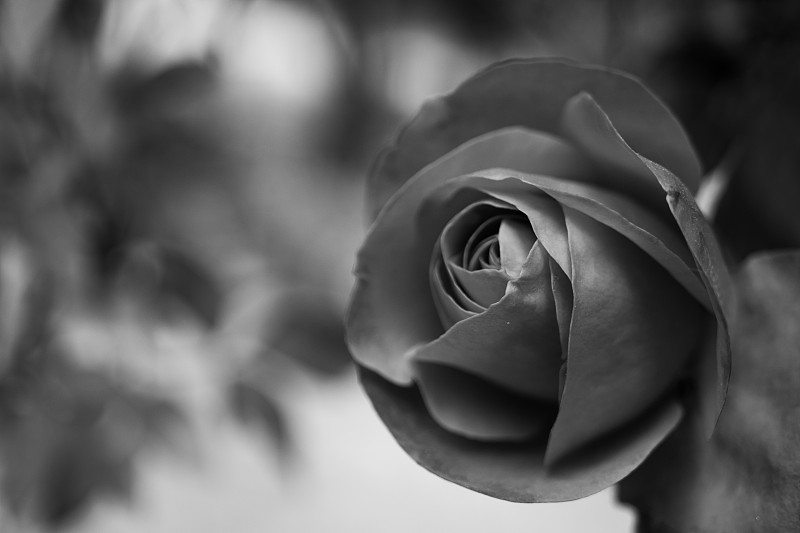 玫瑰,花瓣,黑色,黑白图片,红色,清新,法国,浪漫,环境,仅一朵花