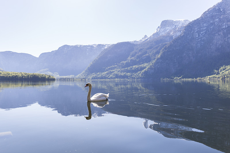 湖,天鹅,纯净,背景分离,野生动物,浪漫,奥地利,翅膀,头,动物