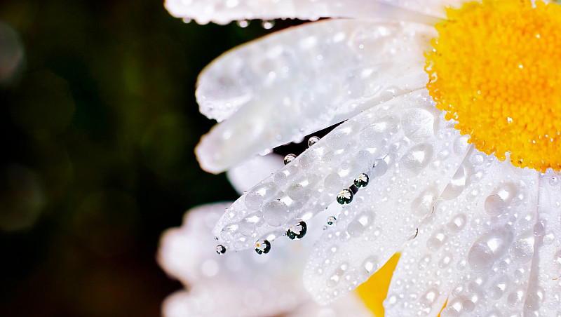 雏菊,在下面,水滴,明亮,水,特写,黄色,日光,极限运动,湿