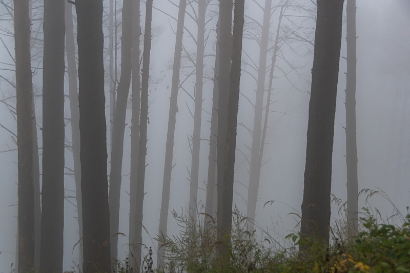 雾,森林,早晨,秘密,森林火灾,树干,烟,暗色,云,枝繁叶茂