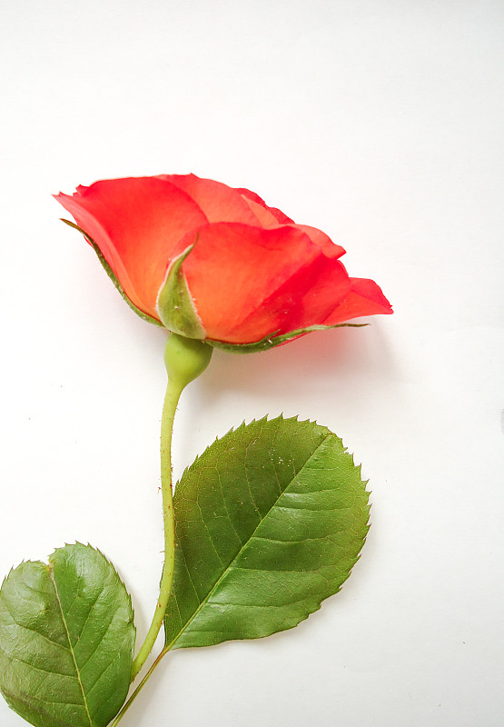 白色背景,玫瑰,贺卡,一个物体,背景分离,边框,浪漫,橙色,仅一朵花,自然美