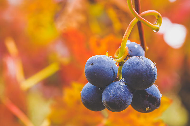有蔓植物,秋天,葡萄,叶子,色彩鲜艳,农业,清新,食品,葡萄酒酿造,熟的