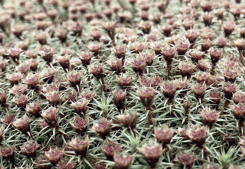 孢子体,背景,低饱和度,抽象,苔藓,特写,活力,地衣,自然神力,枝繁叶茂