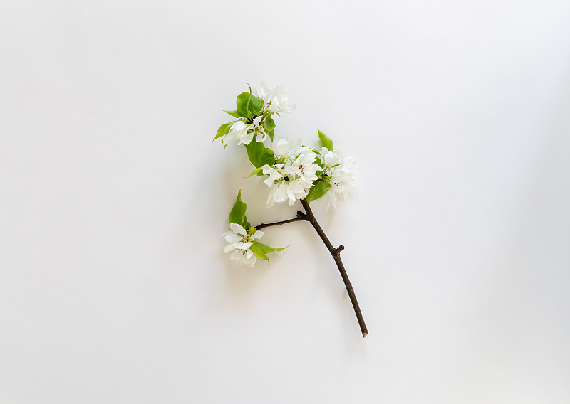 白色,花蕾,花朵,模板,网站横幅,平铺,长的,枝,留白,白色背景
