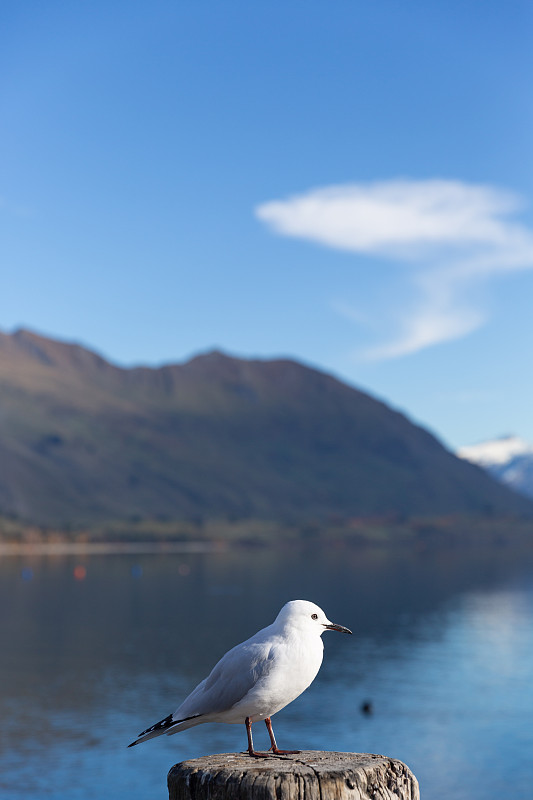 鸽子,白色,背景,新西兰,山,木桩,瓦纳卡湖,热带气候,云,眼睛