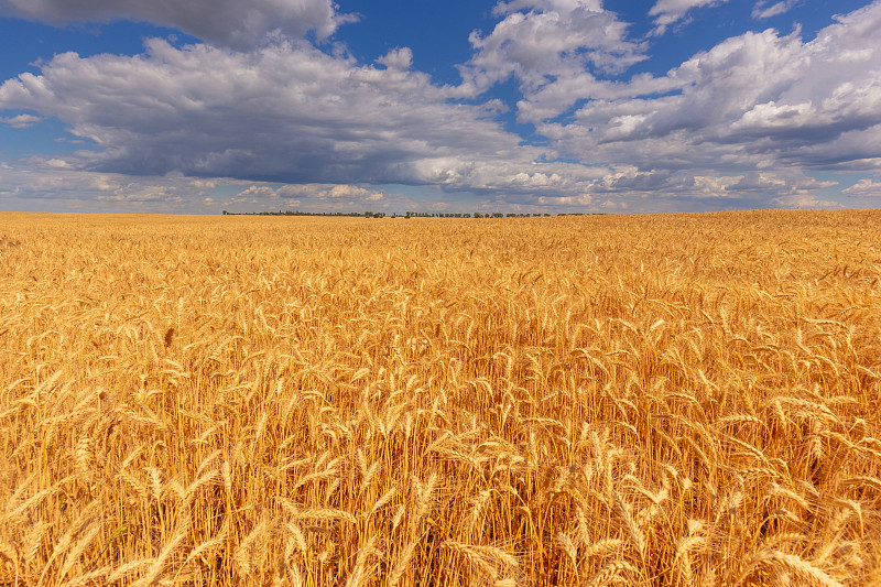 夏天,小麦,云,地形,田地,天空,蓝色,俄亥俄河,在下面,农业