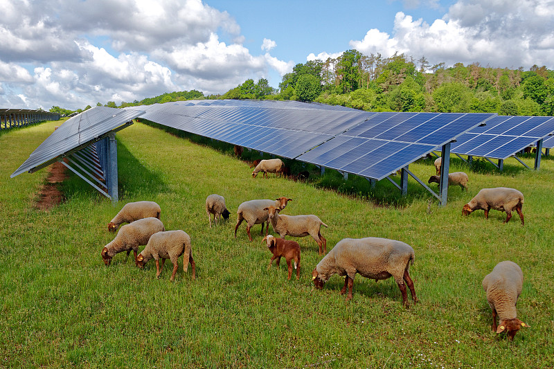 太阳能发电站,绵羊,农业,技术,云,草,动物,钢铁,商业金融和工业,羊羔