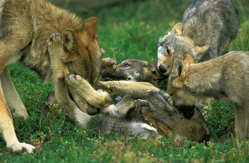 欧洲狼,灰狼,雌性动物,幼兽,欧洲,动物主题,法国,图像,哺乳纲,动物群