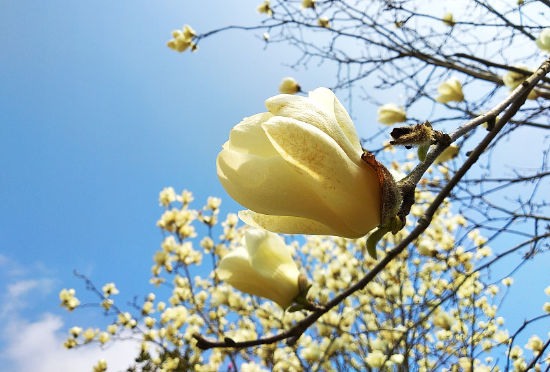 花朵,春天,在下面,日光,玉兰类,天空,蓝色,白色,浪漫,枝繁叶茂