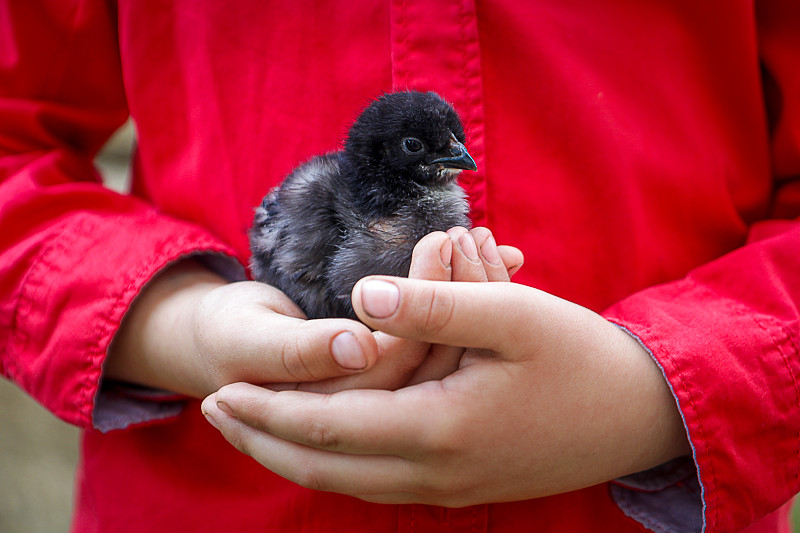 小鸡,手掌,可爱的,小的,圣伯纳犬,男孩,遮护的手势,手,动物,鸟类