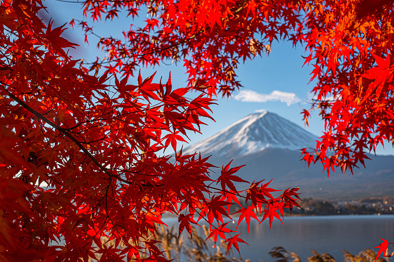 风景,山梨县,日本,富士山,秋天,山,叶子,国际著名景点,城市天际线,地形