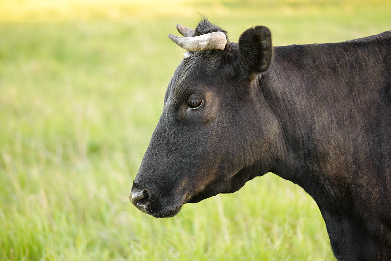 母牛,巨大的,黑白图片,草地,侧面像,农业,肖像,简单,哺乳纲,草