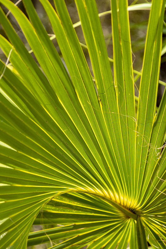 棕榈叶,黄色,甘蓝,接缝,部分,清新,热带气候,环境,佛罗里达,枝繁叶茂
