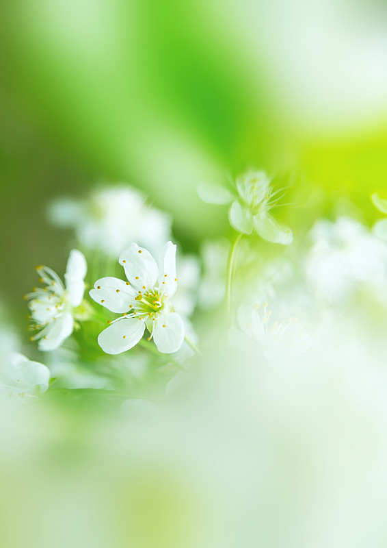 植物,背景,概念,风景,樱桃,选择对焦,绿色背景,白色,清新,浪漫