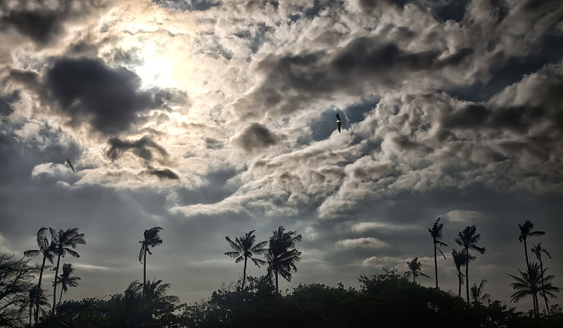 云,棕榈树,抽象,日光,天空,背景,鸡尾酒,太空,气候,暗色