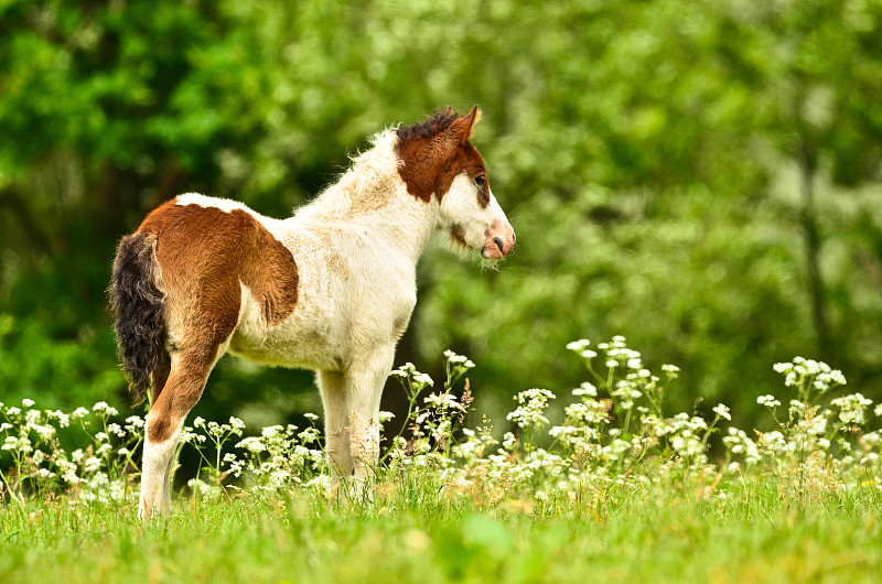 草地,冰岛马,白色,骓,可爱的,驹,小的,看,自然美,平衡折角灯
