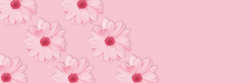 网站横幅,单色调,花,长的,海报,粉色,华丽的,周年纪念,贺卡,清新