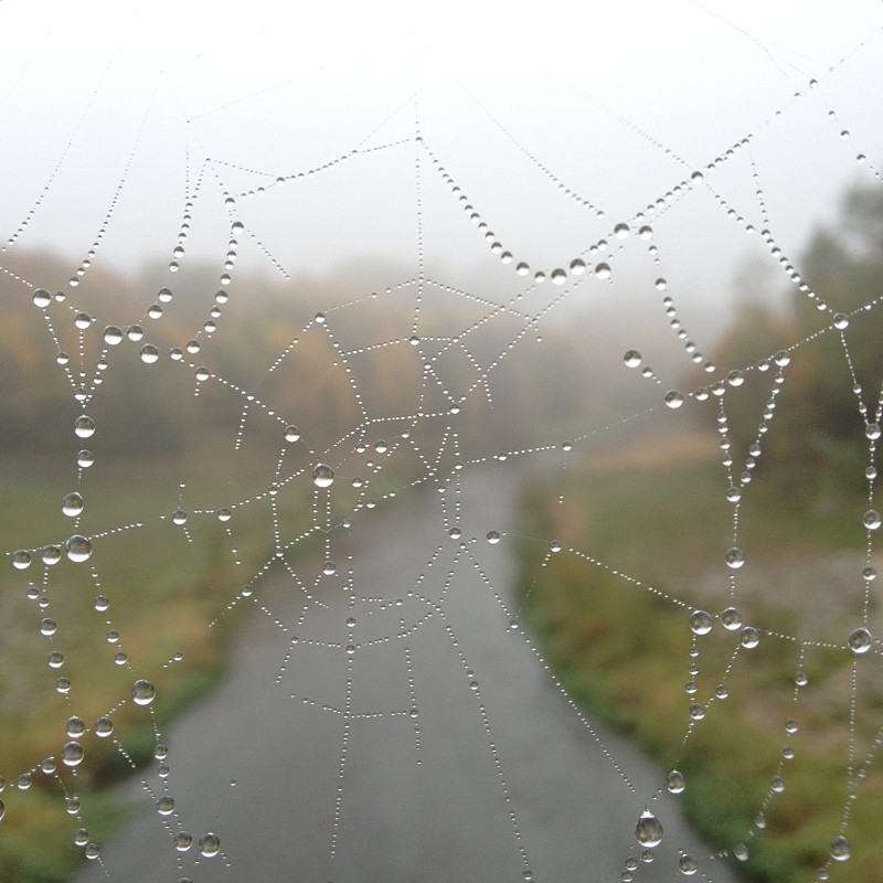 秋天,蜘蛛网,湿,寒冷,清新,环境,简单,天气,蜘蛛纲,禅宗