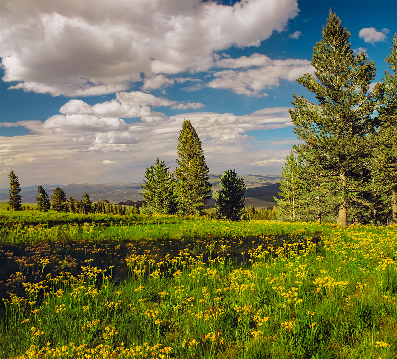 草地,春天,云景,云,枝繁叶茂,草,逃避现实,加利福尼亚内华达山脉,松树,户外
