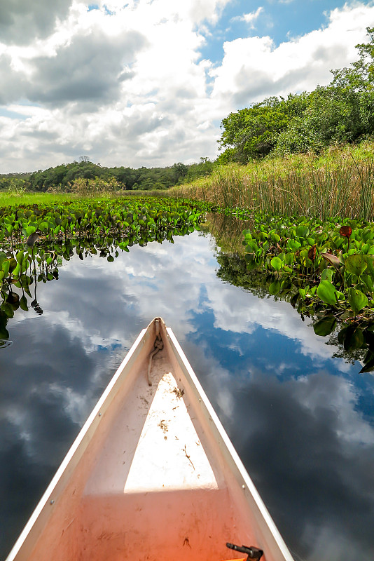 独木舟,红树,巴西,巴伊亚州,旅途,热带气候,云,观光船,草,池塘