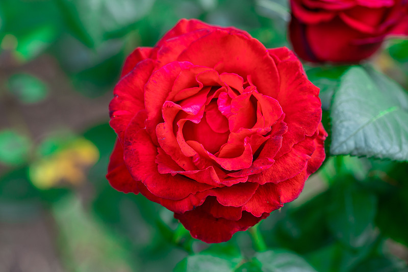 红色,玫瑰,肉汁,自然美,一打玫瑰,花市,摄像机拍摄角度,在上面,华丽的,纹理效果