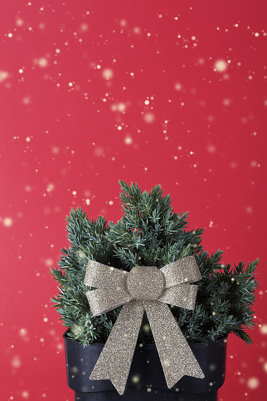 圣诞节,刺柏属丛木,图像,圣诞树,新年,背景,华丽的,可爱的,请柬,贺卡