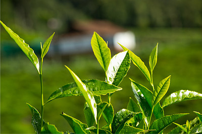 开云app下载：世界茶叶产销形势发展报告