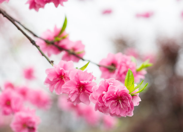 粉色梅花,美人