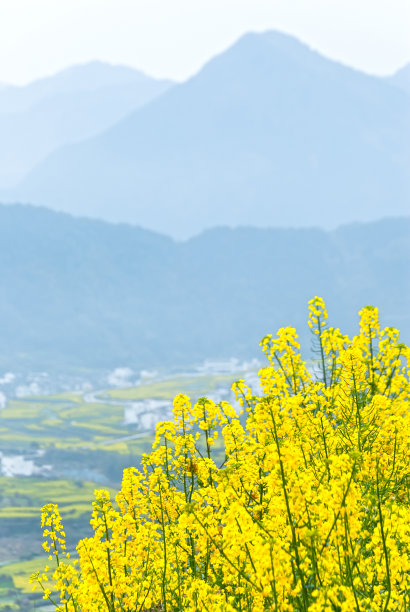 婺源原野油菜花