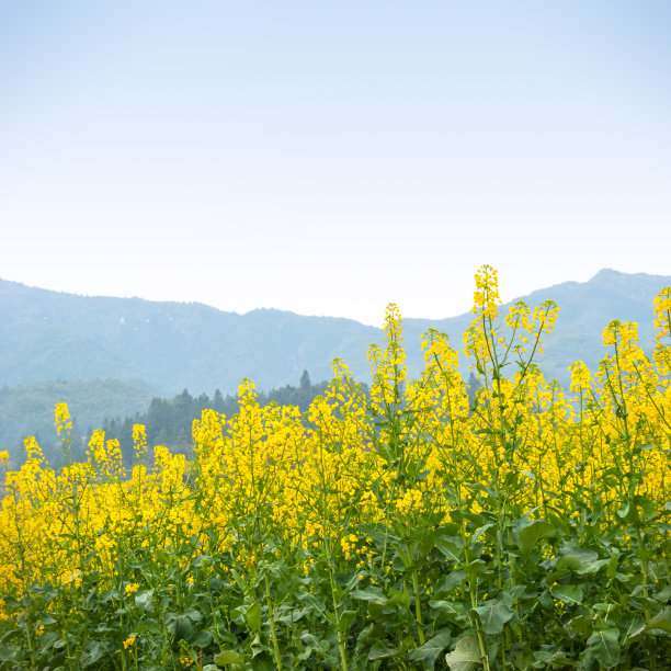 婺源原野油菜花