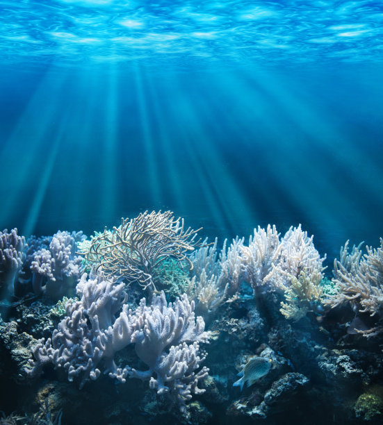 海洋生物 海底鱼类 海水