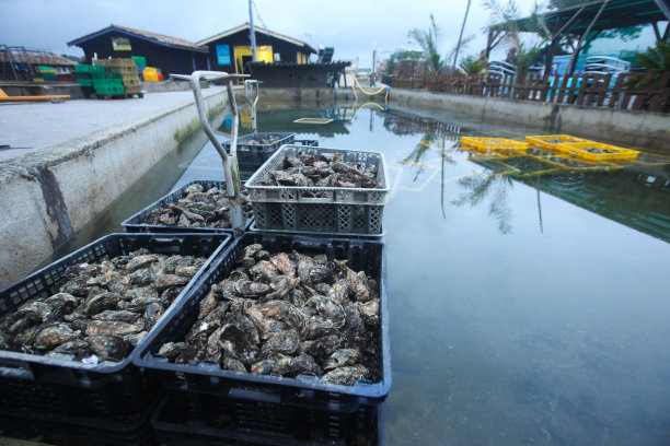 牡蛎养殖场
