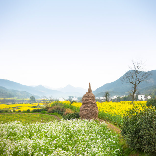 婺源原野油菜花