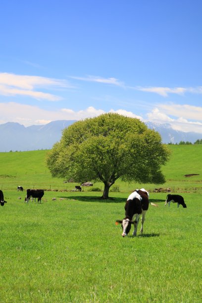奶牛草原风景