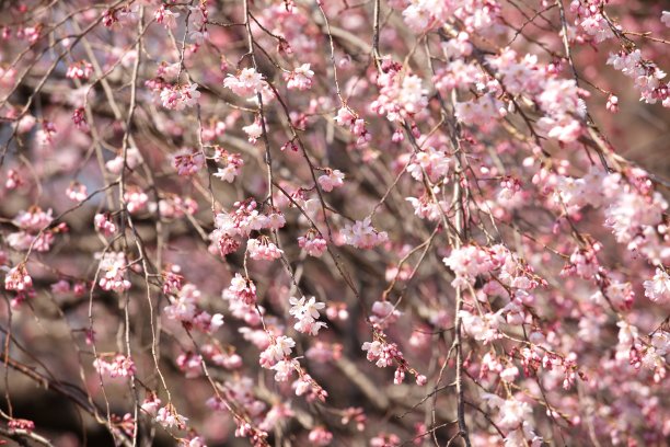 满树的梅花