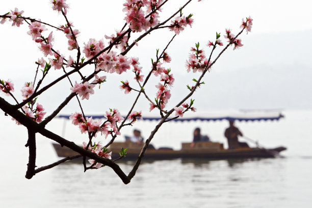 西湖桃花