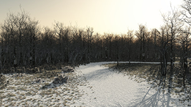 冬天的场景：在道路和森林树木的白霜