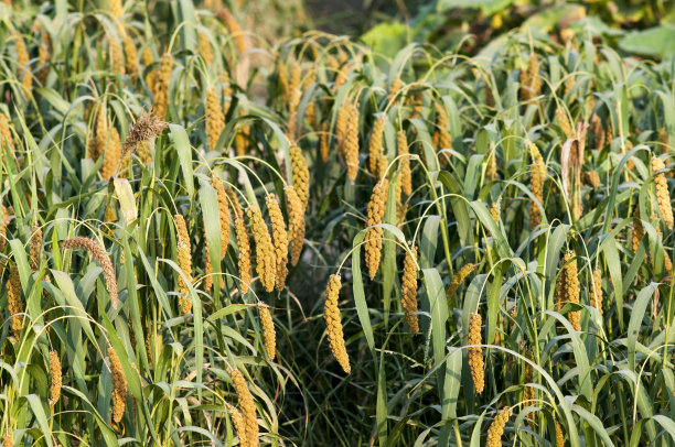 小米丰收季节