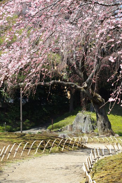 满树的梅花