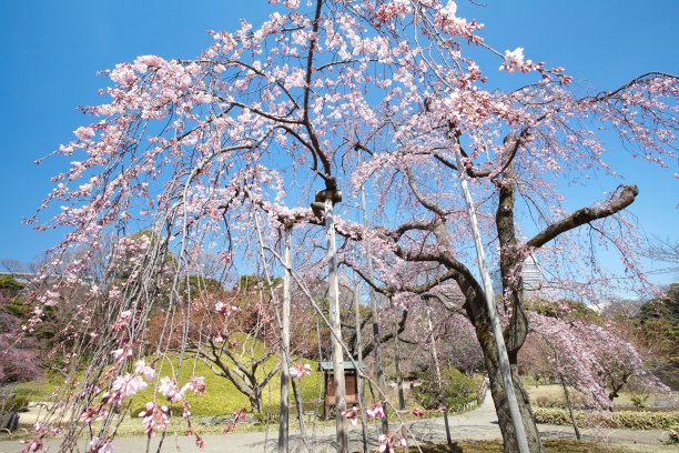 满树的梅花