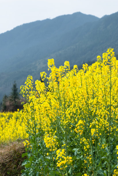 婺源原野油菜花