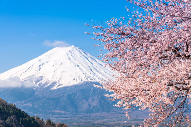 雪山和樱花风景