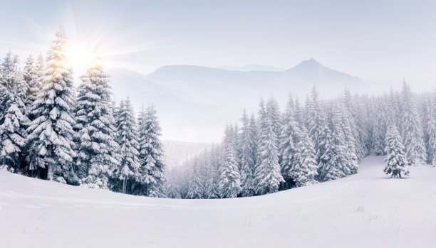 绿树雪景