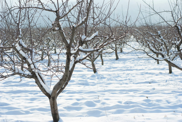 阳光 逆光 果园 白雪